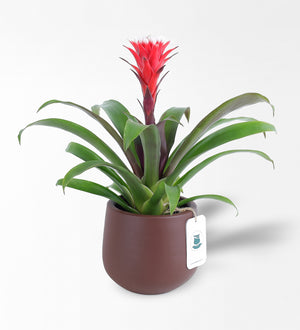 Guzmania Red