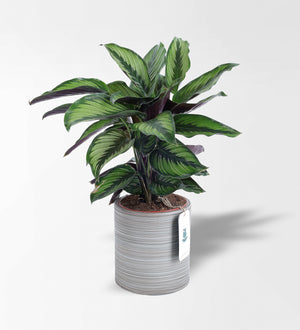 Calathea Beauty