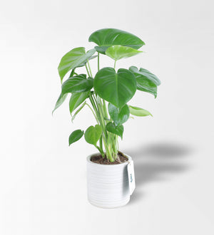 Monstera - Deve Tabanı