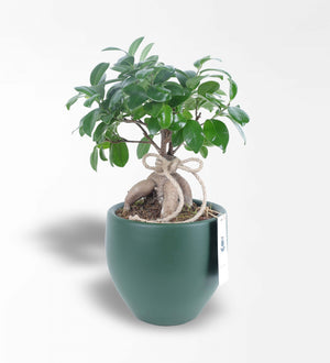 Bonsai Ginseng