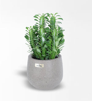 Yeşil Süt Ağacı Euphorbia Trigona Kaktüs