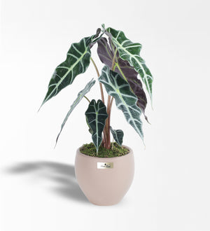 Alocasia Polly - Fil Kulağı Bitkisi