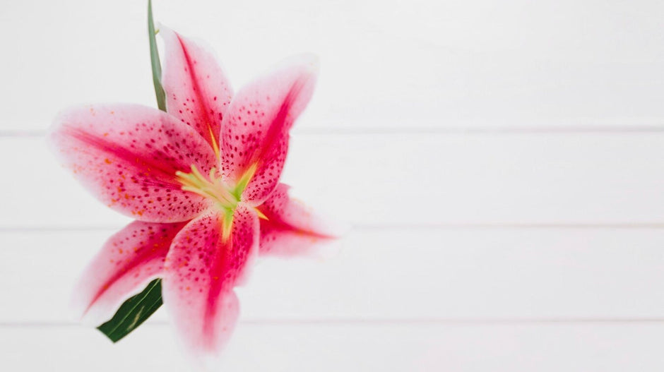 Boğa Burcu Çiçekleri – Boğa Burcu Çiçek Önerileri