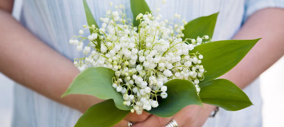 Mayıs Ayı Doğum Çiçekleri: Baharın En Zarif Müjdecisi Vadideki Zambak