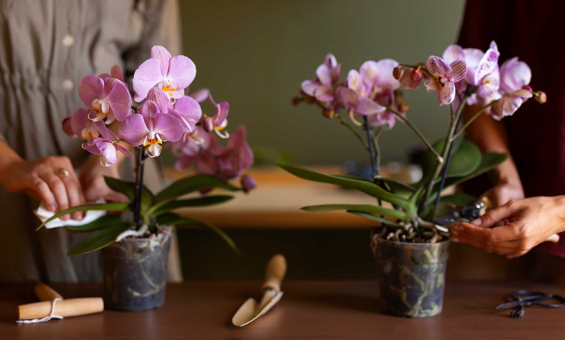 Orkide Bakımında Nem Oranı ve Hava Sirkülasyonu