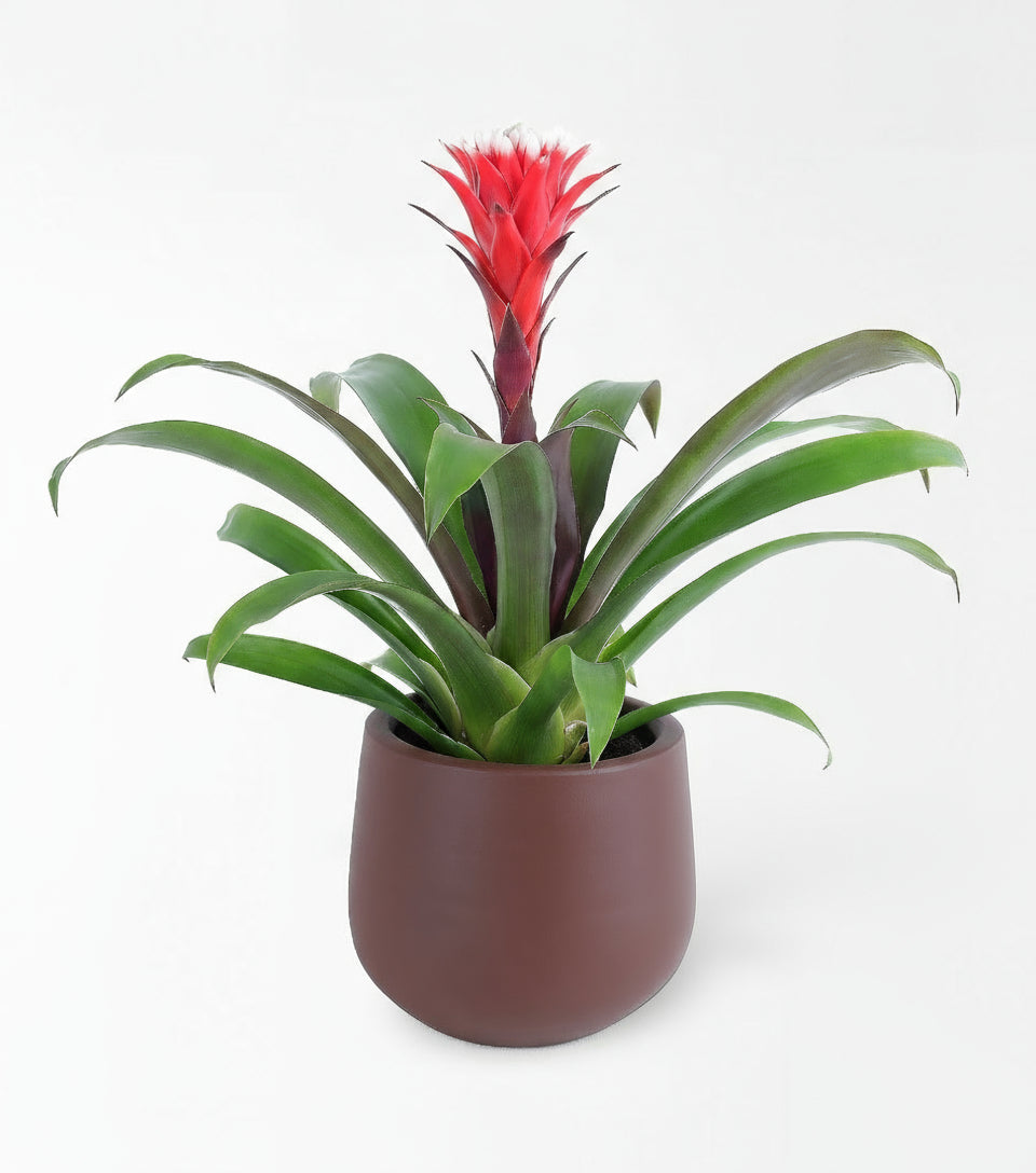 Guzmania Red