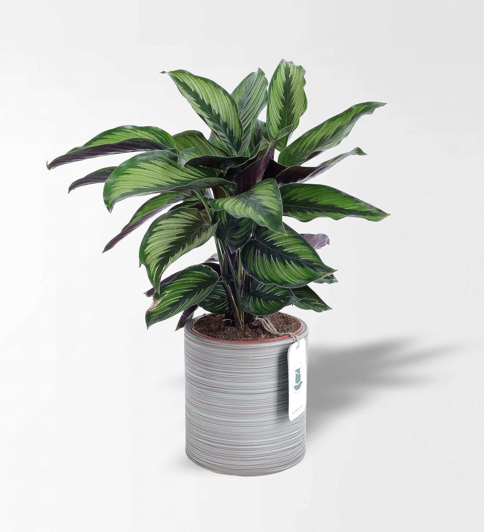Calathea Beauty