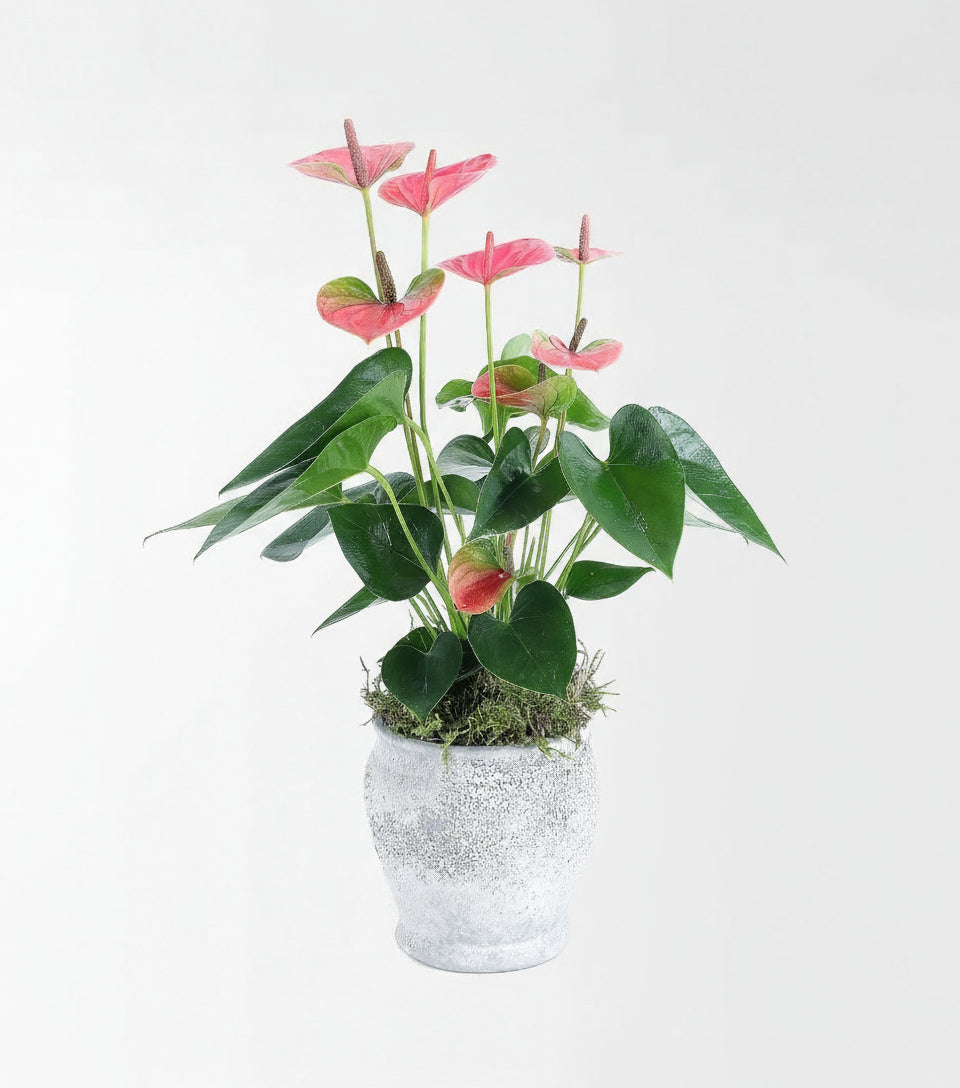 Colorado - Pembe Anthorium