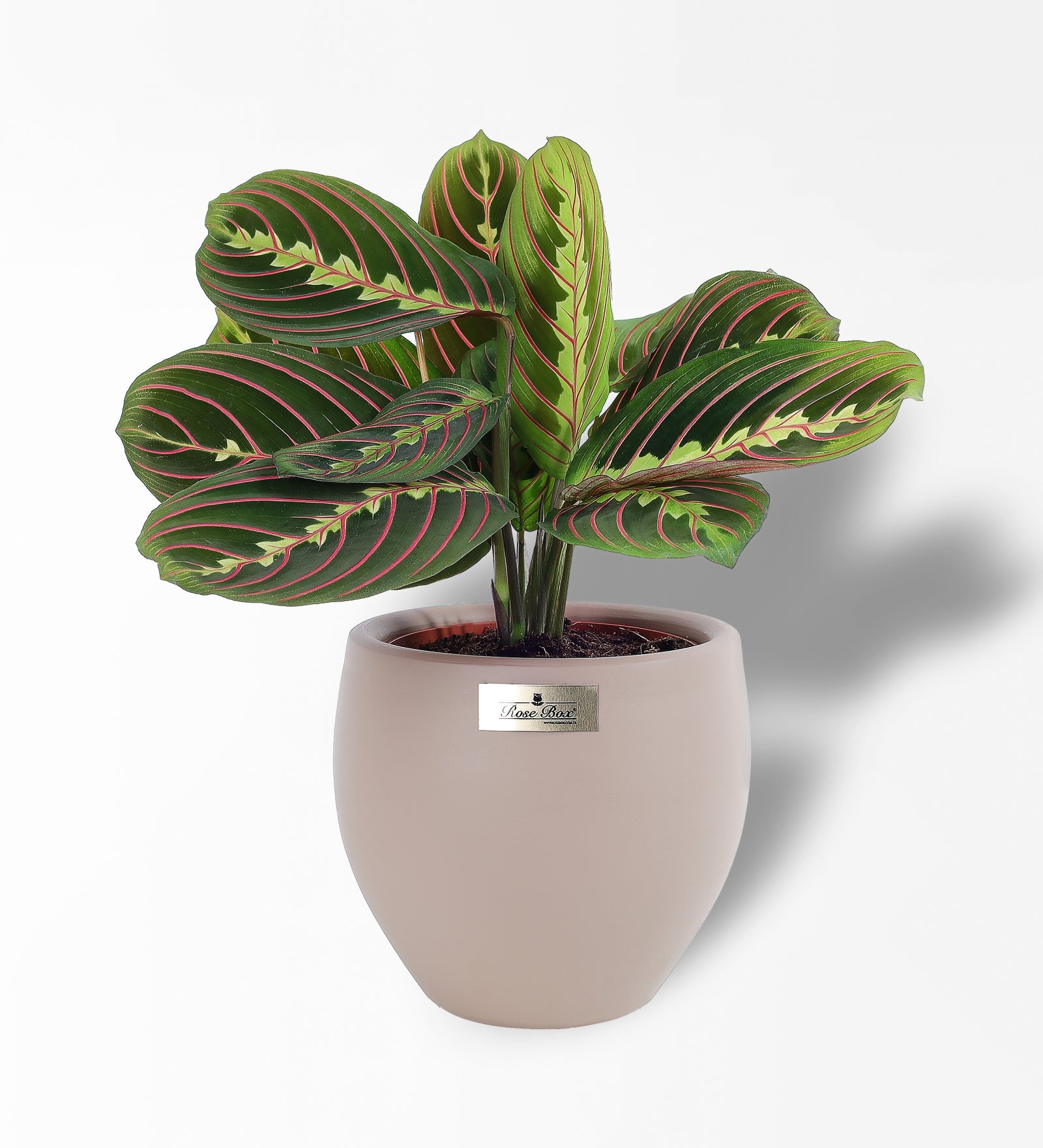 Maranta