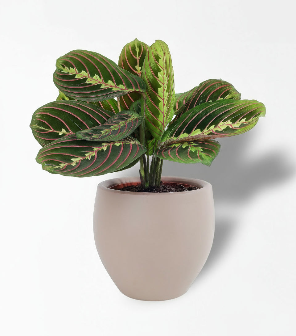 Maranta
