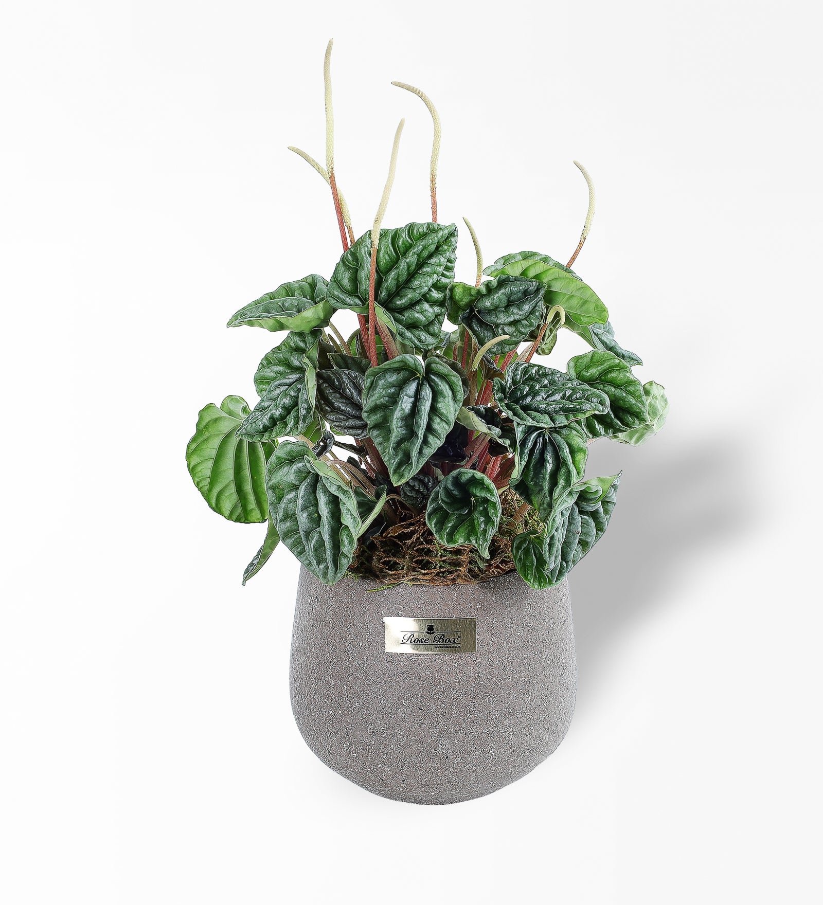 Peperomia