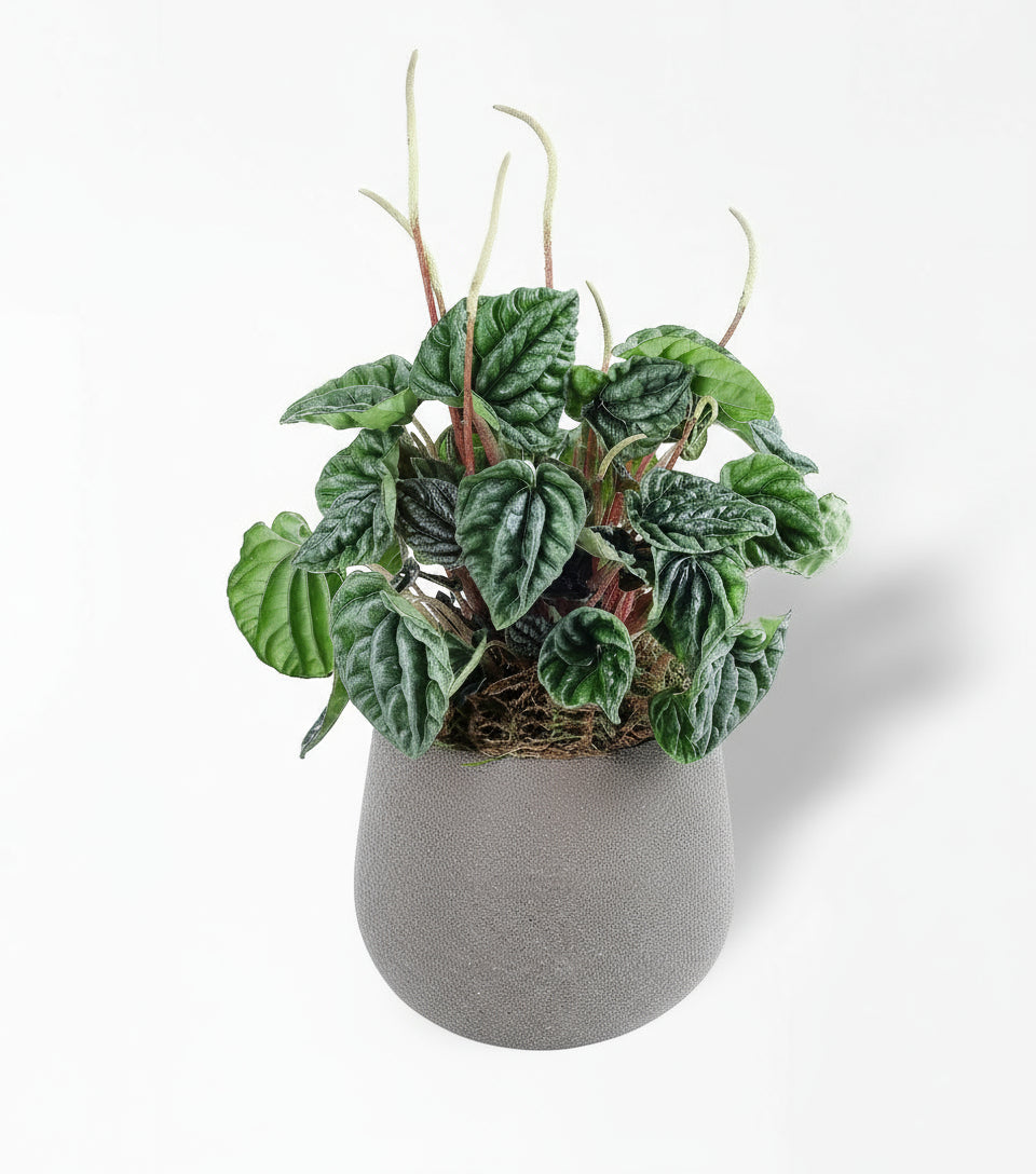 Peperomia