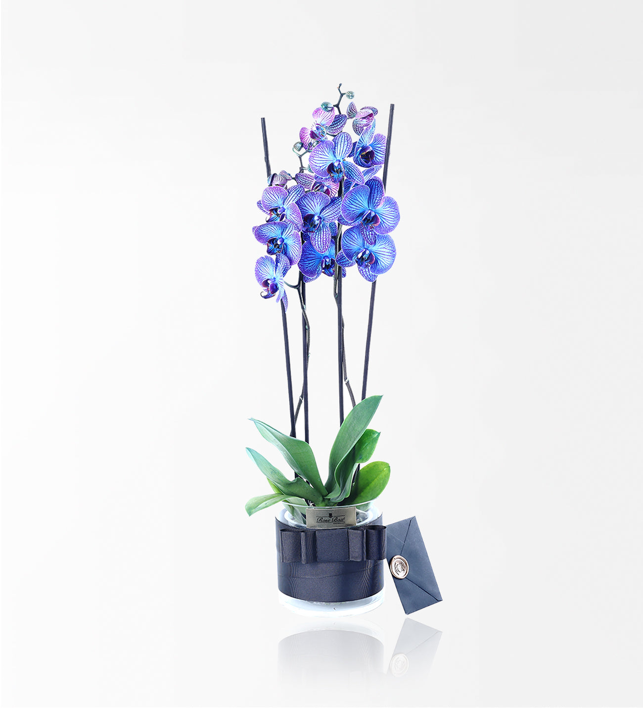 Galaxy Blue 2 Dallı Mavi Orkide