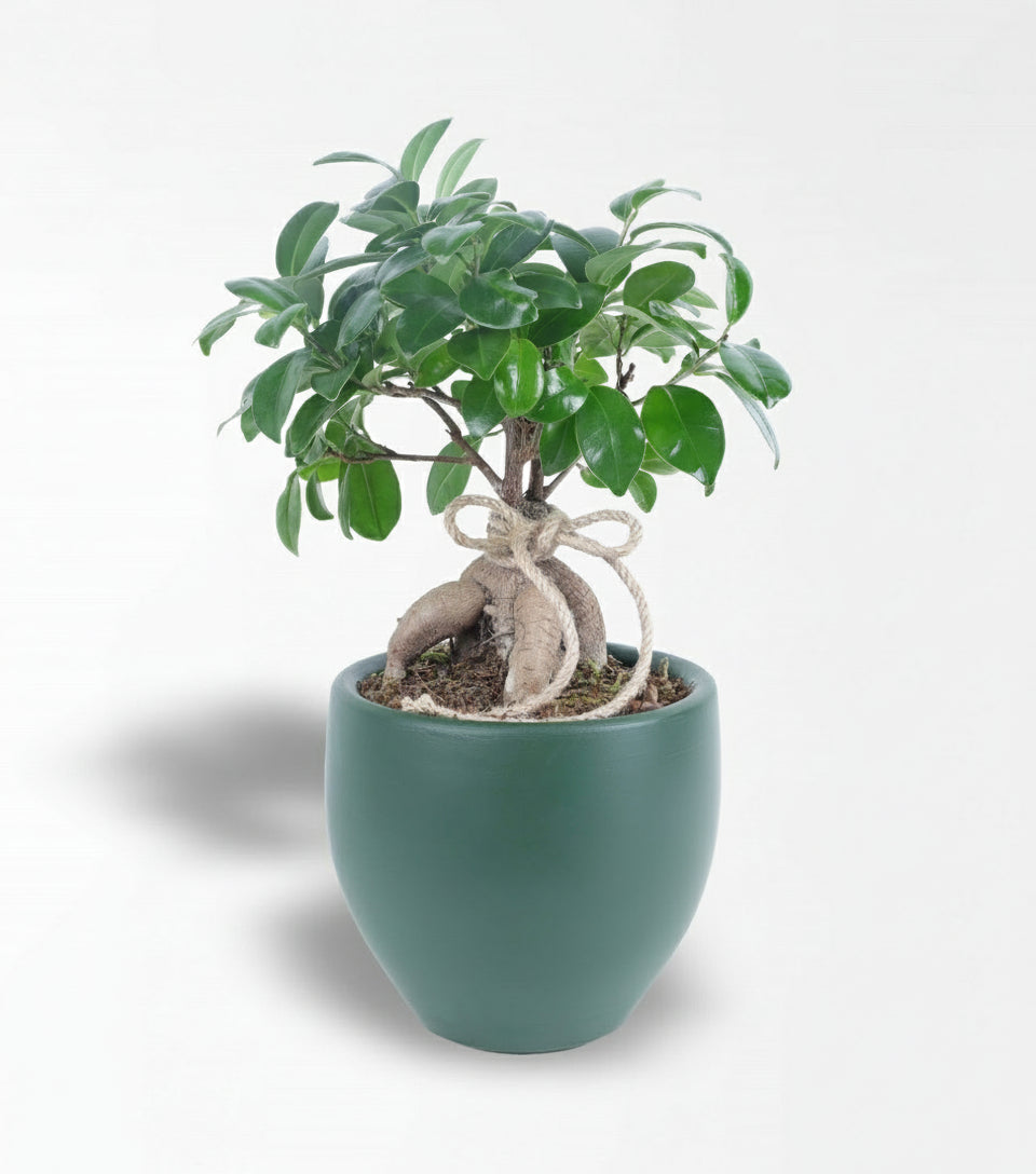 Bonsai Ginseng