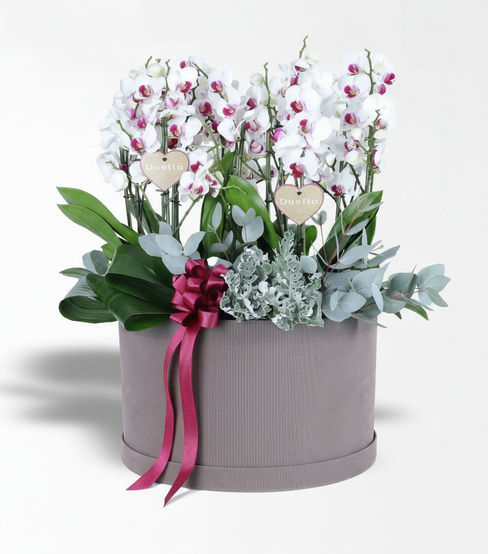 8 Dallı Beyaz Duetto Orkide Aranjmanı