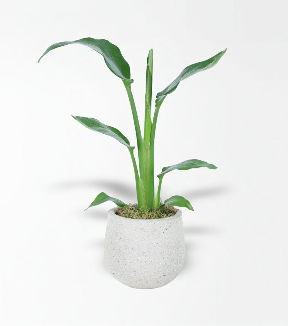 Beton Saksıda Starliçe