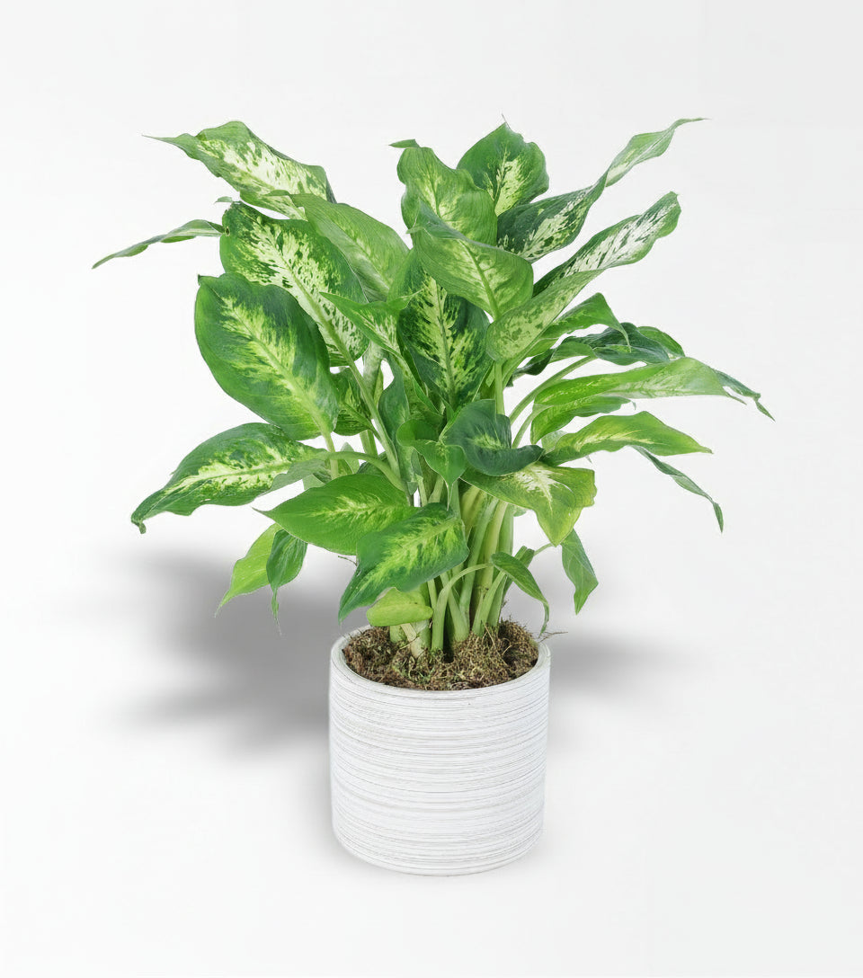 Beyaz Saksıda Diffenbahia