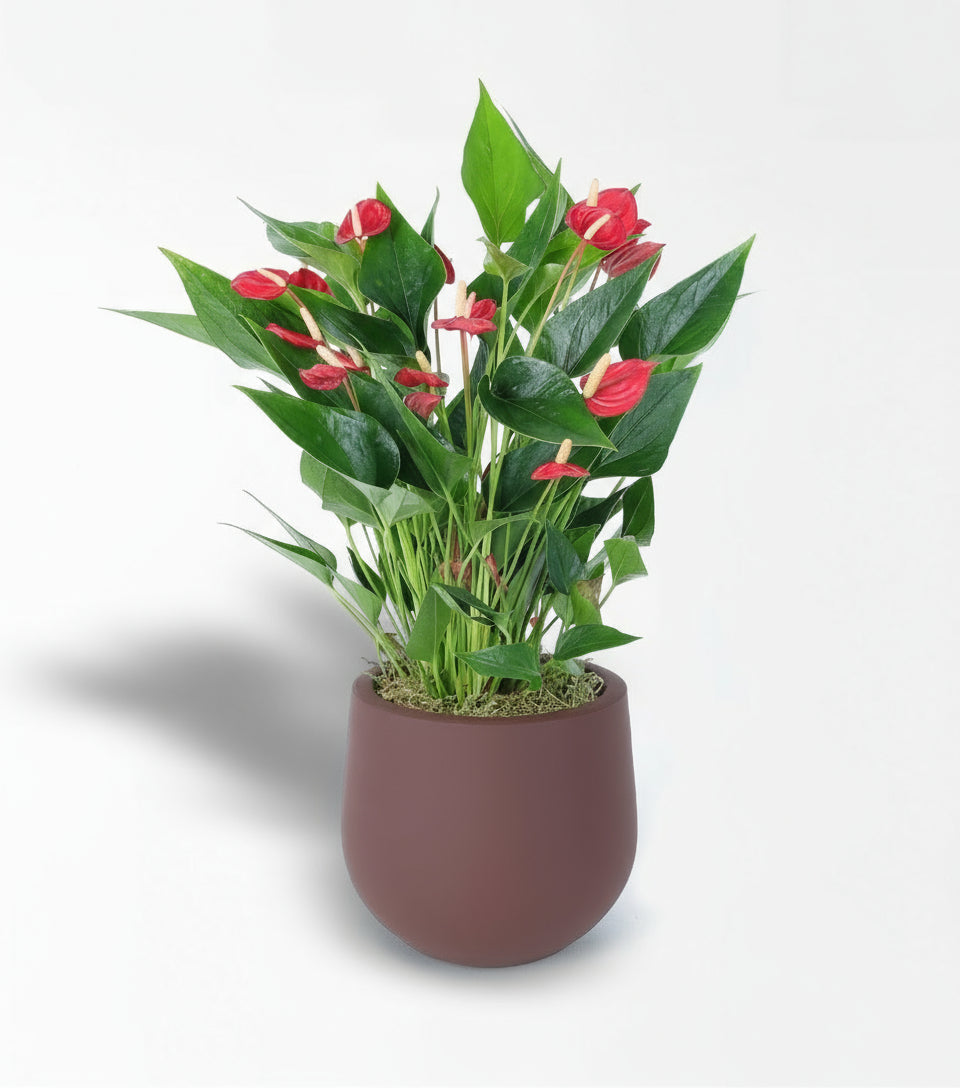 Bordo Taş Saksıda Kırmızı Multi Antoryum