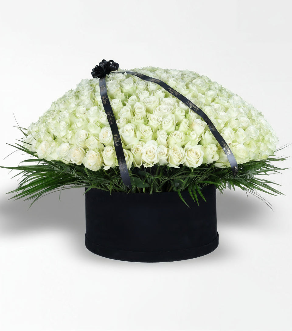 Dev Siyah Kutuda 350 Beyaz Gül