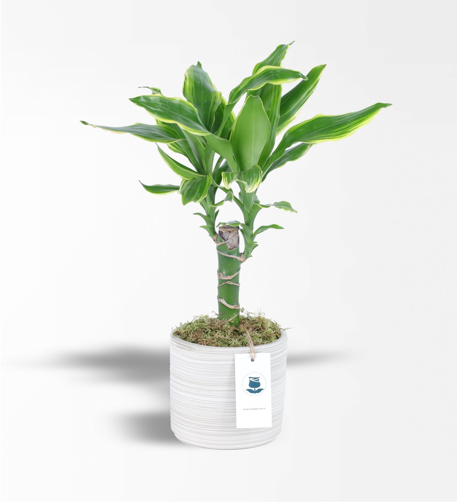 Dracena