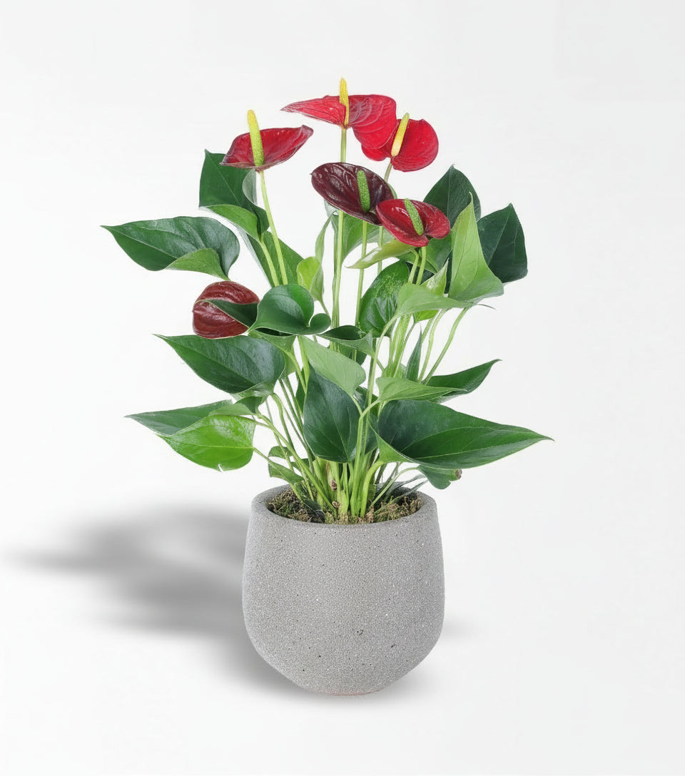 Kırmızı Antoryum Çiçek