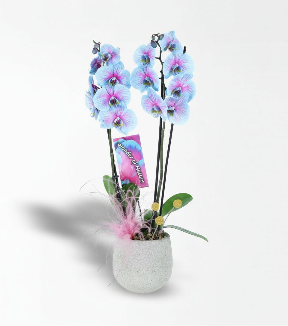 Wonder Mavi Orkide Aranjmanı