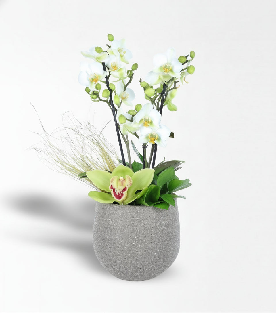 Beyaz Bougetto Orkide Ve Cymbidium Aranjmanı