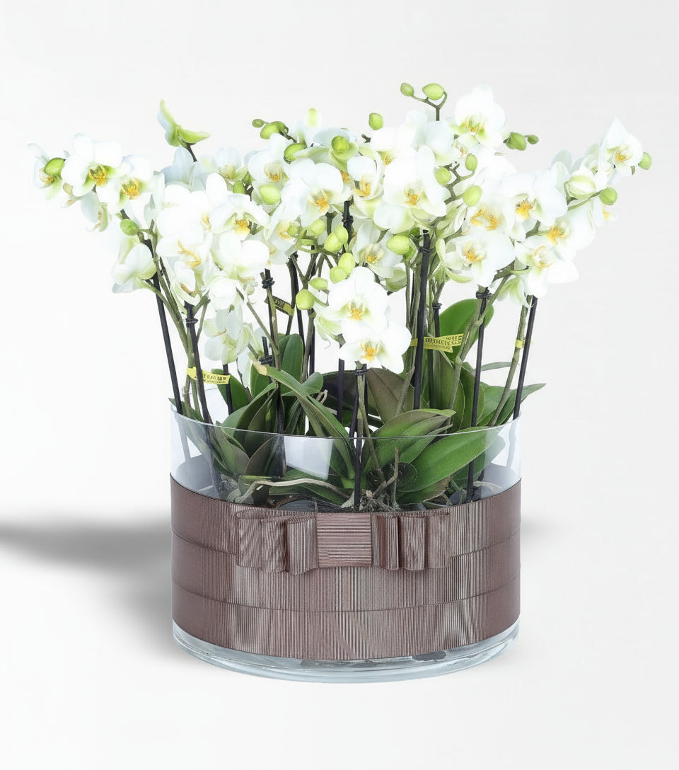Cam Vazoda 15 Dal Beyaz Bougetto Orkide