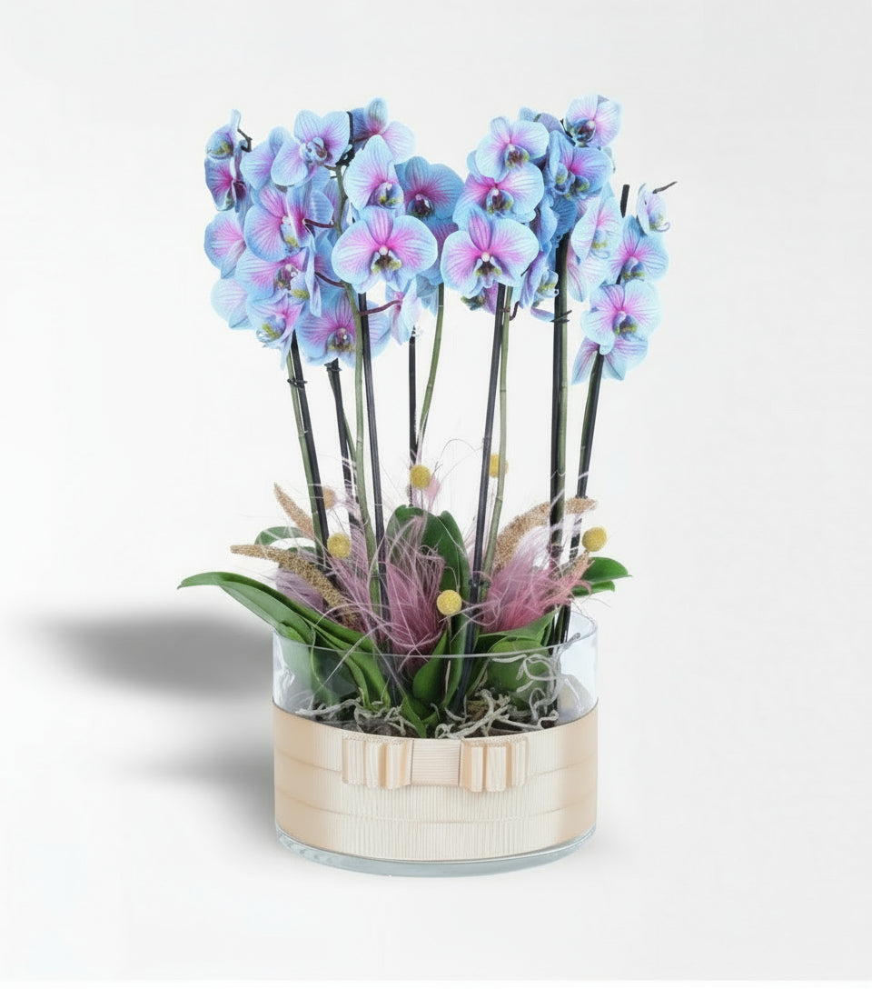 Cam Vazoda 8 Dallı Wonder Pembe Mavi Orkide Aranjmanı