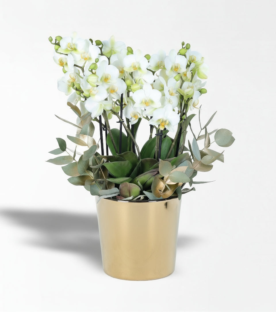 Gold Cam Saksıda Altın Okaliptus Ve Beyaz Büyük Bellisimo Orkide