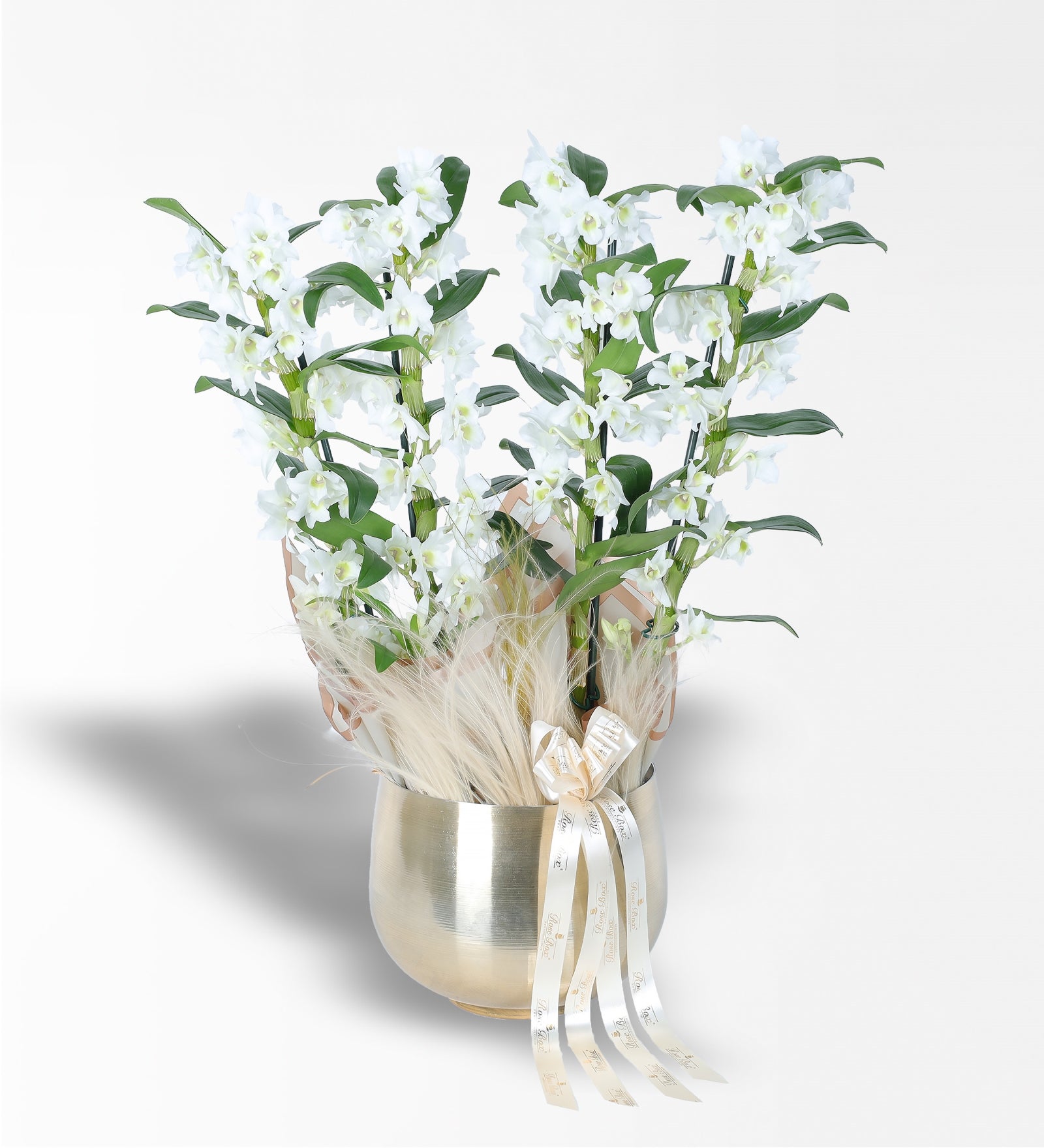 Gold Metal Saksıda 4 Dallı Bambu Orkide (Dendrobium) Aranjmanı