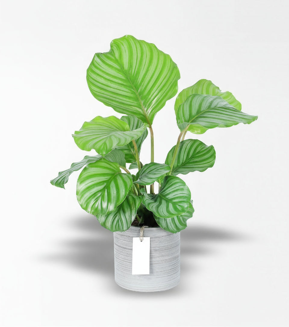 Büyük Calathea Orbifolia - Dua Çiçeği