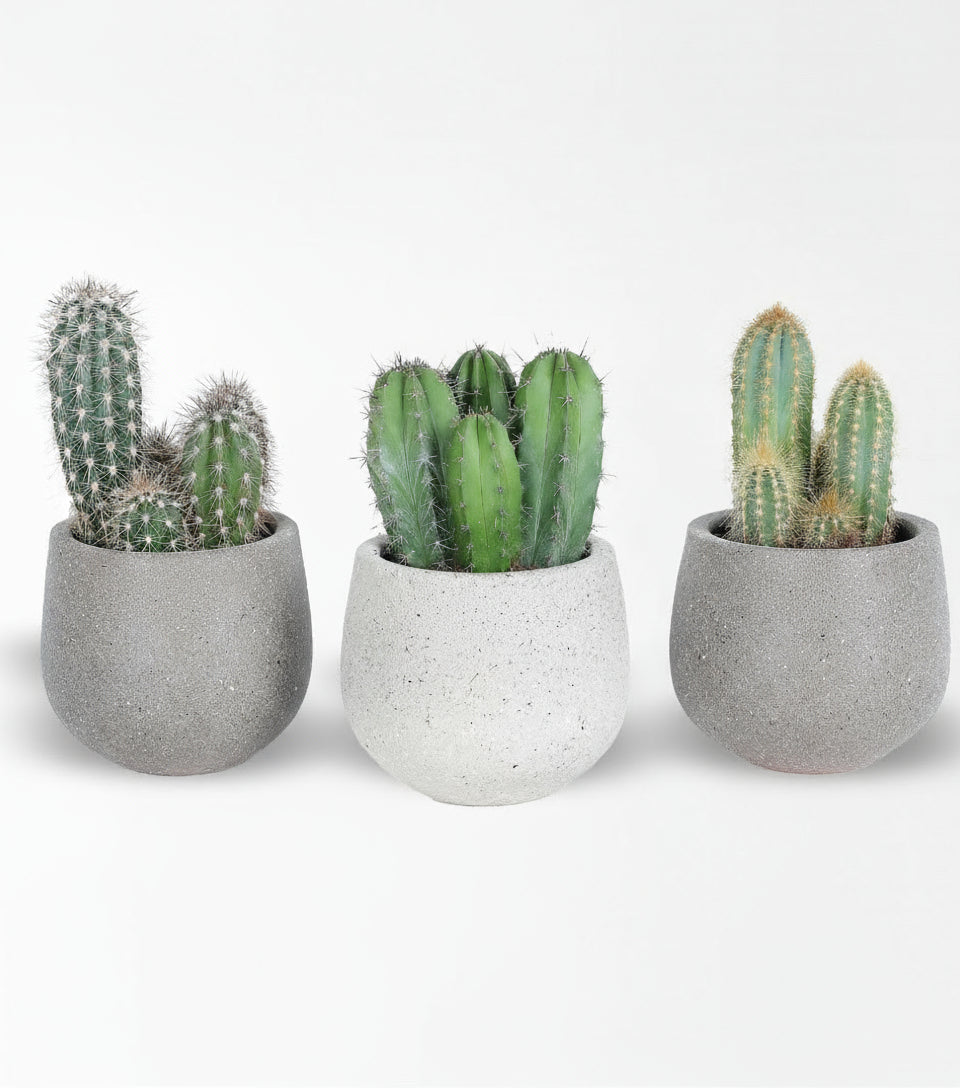 Cowboy Kaktüs 3'Lü Set