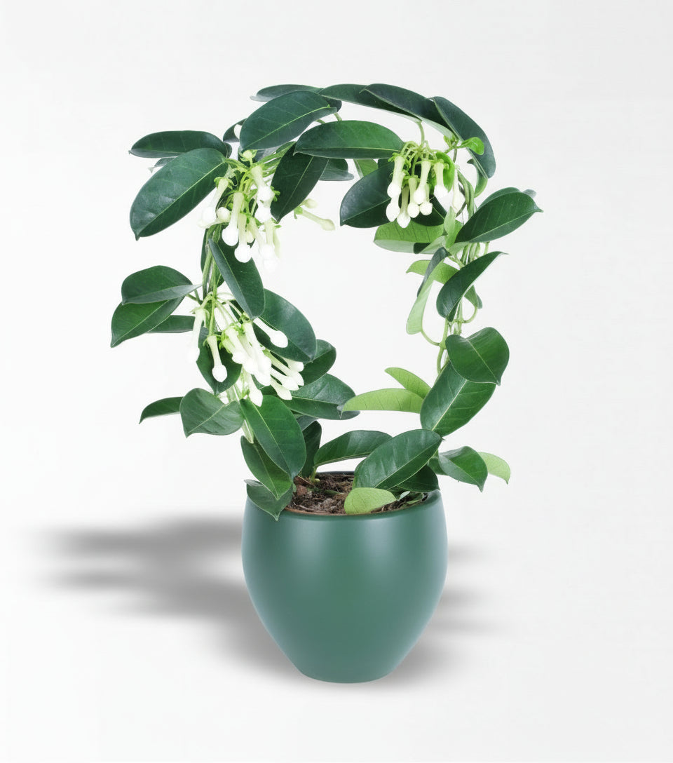 Yeşil Beton Vazoda Yasemin Çiçeği