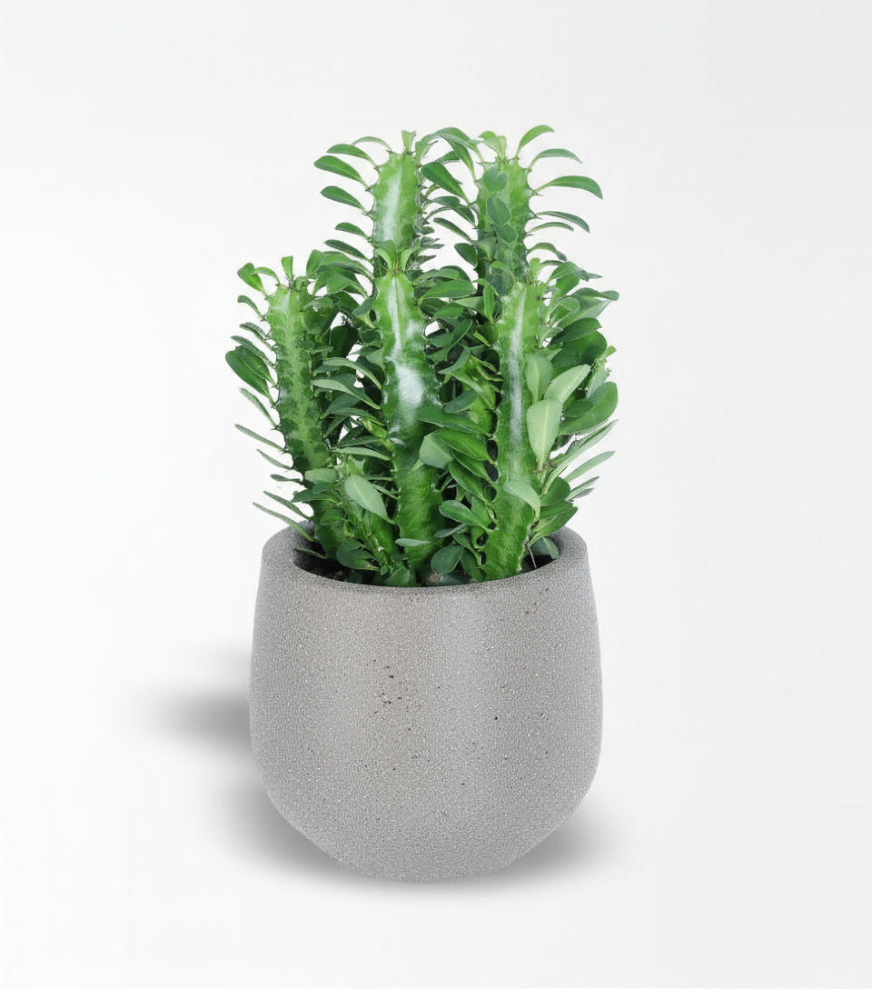 Yeşil Süt Ağacı Euphorbia Trigona Kaktüs