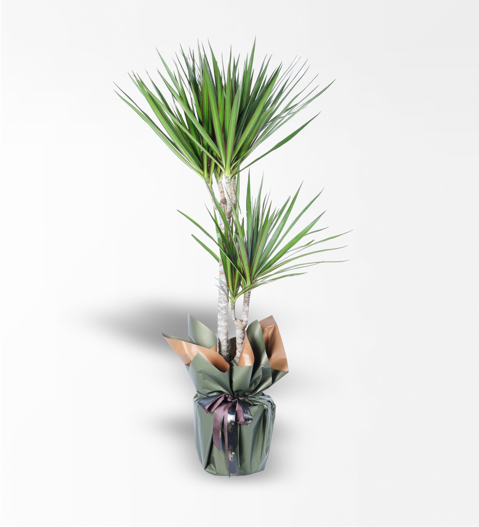 2'Li Marginata Bitkisi