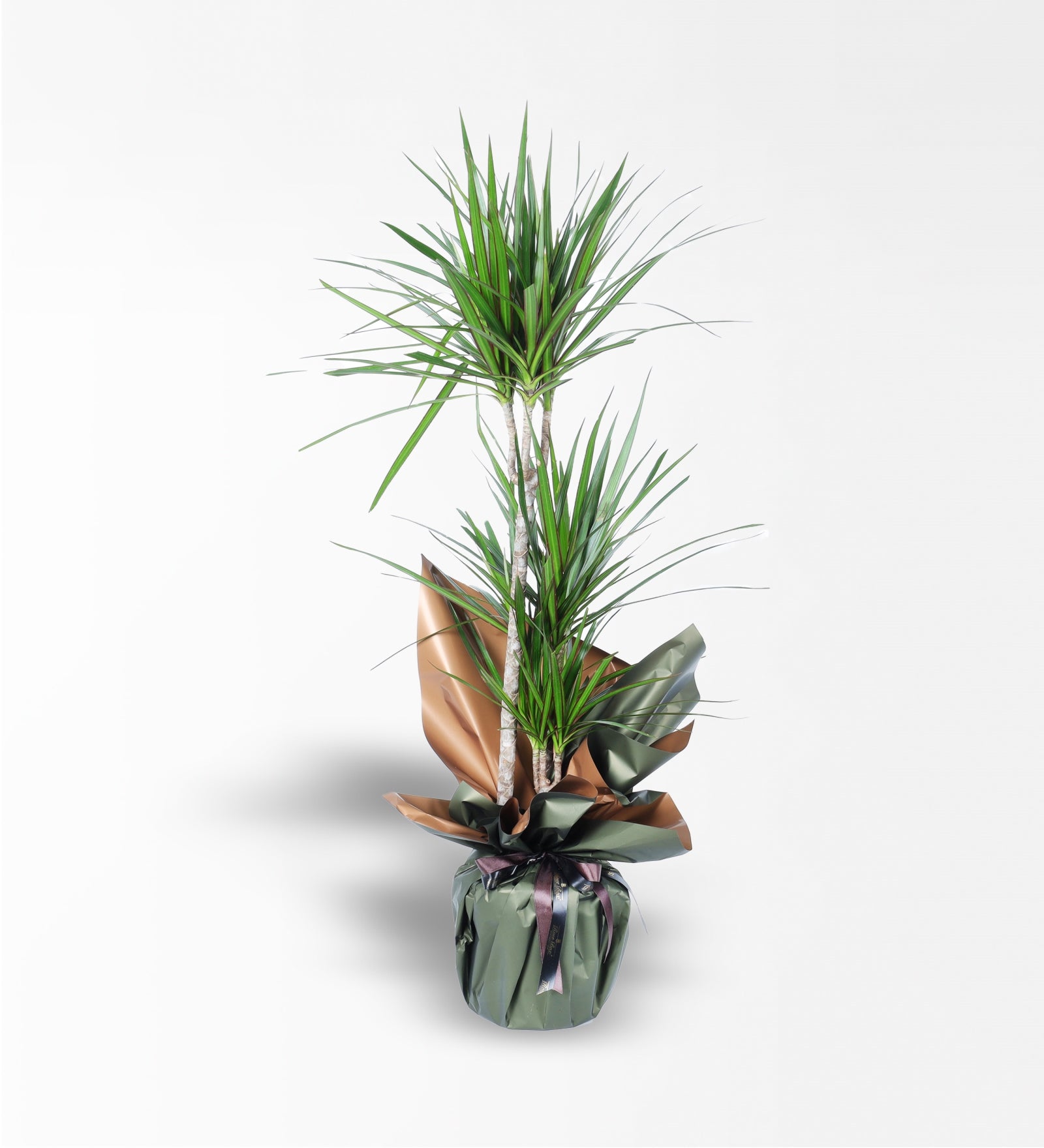 3'Lü Marginata Bitkisi