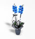 2 Dallı Magic Blue Mavi Orkide