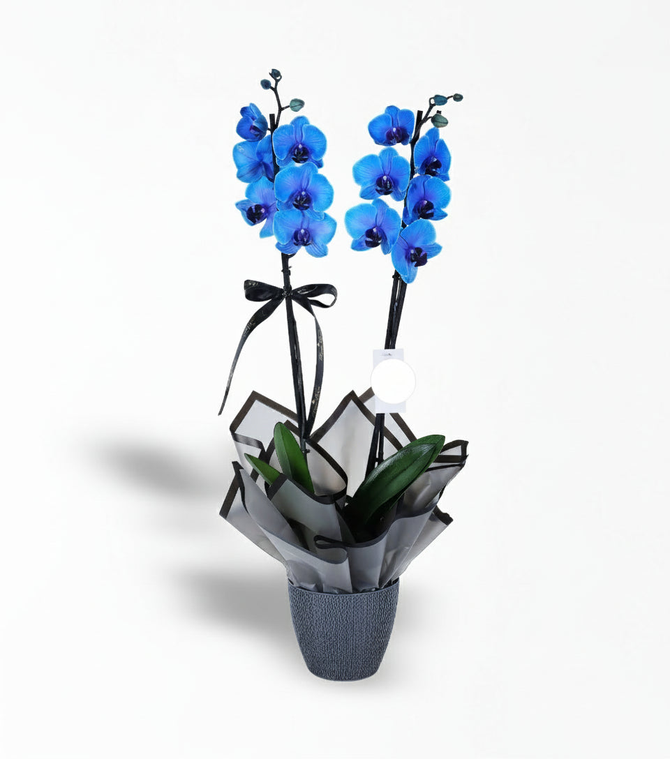 2 Dallı Magic Blue Mavi Orkide