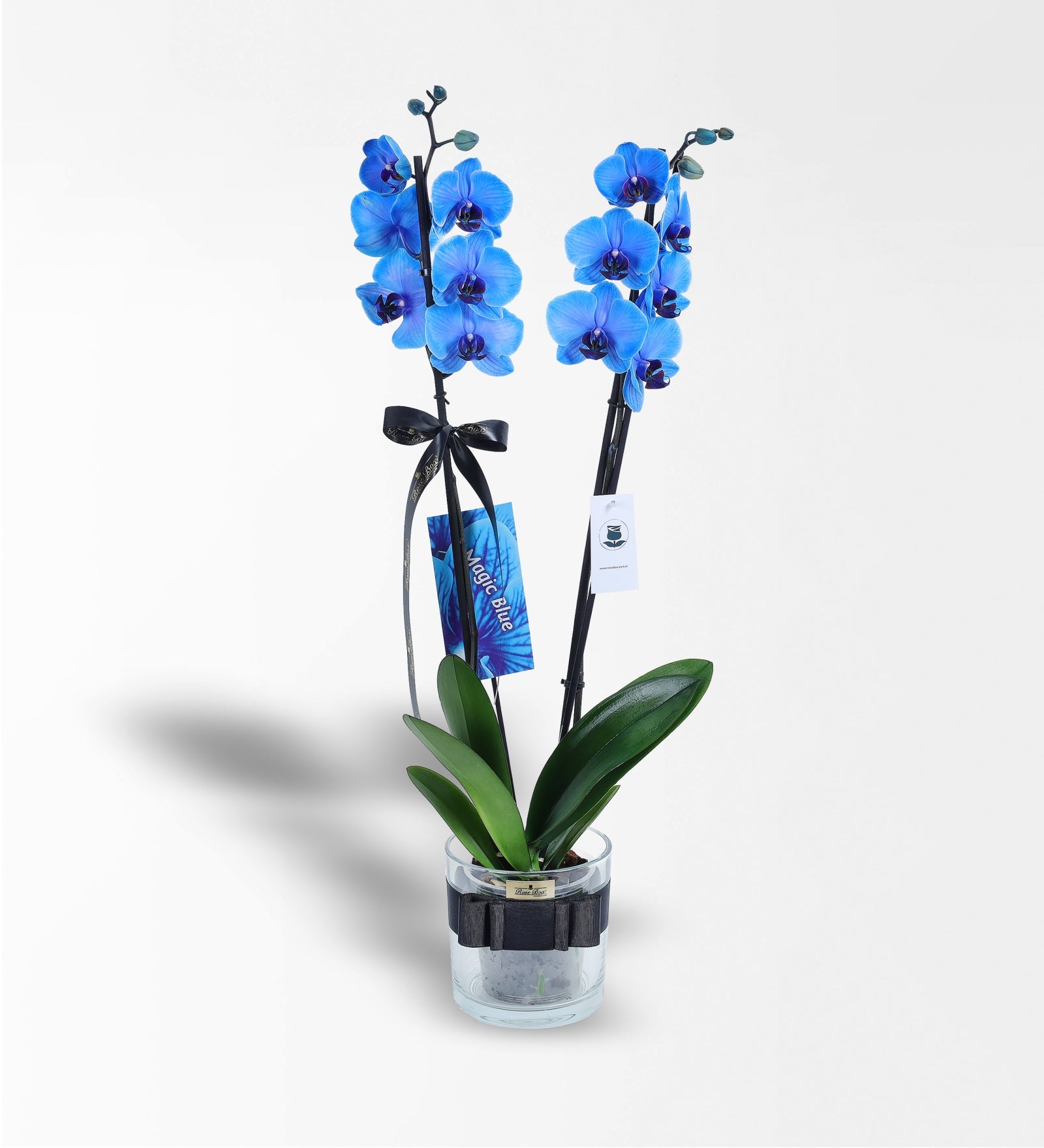 Cam Vazoda 2 Dallı Magic Blue Mavi Orkide