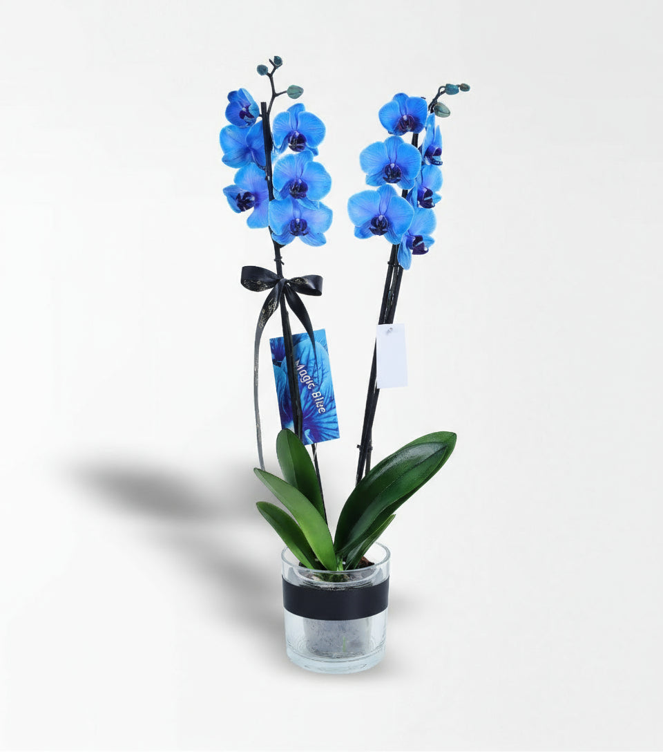 Cam Vazoda 2 Dallı Magic Blue Mavi Orkide