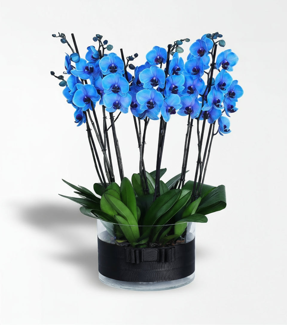 Cam Vazoda 10 Dallı Magic Blue Mavi Orkide Aranmanı
