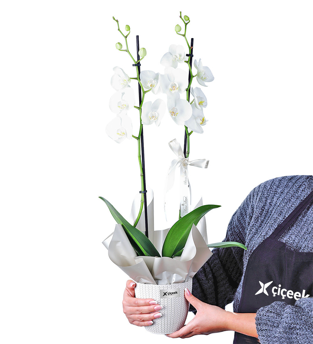 2 Dallı Beyaz Orkide