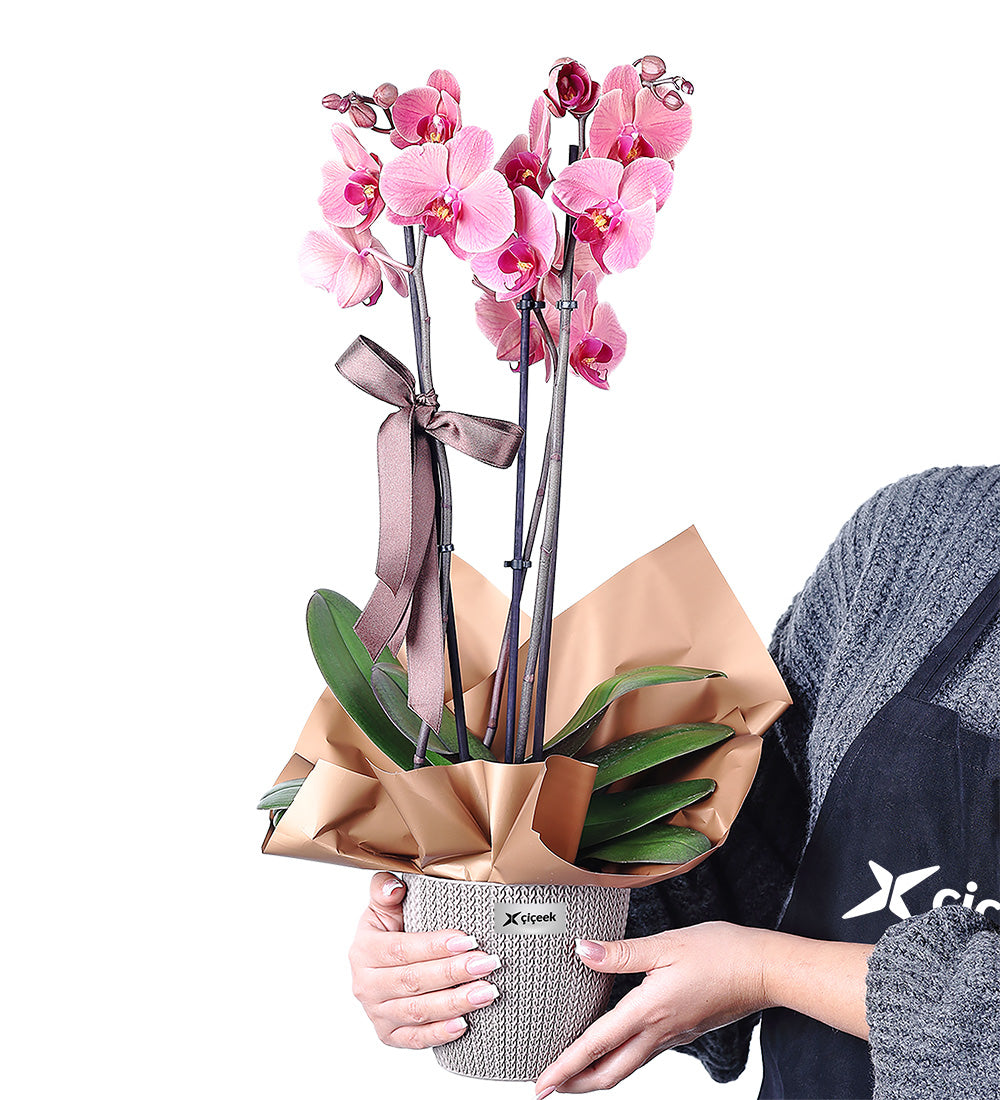 2 Dallı Cappucino Orkide