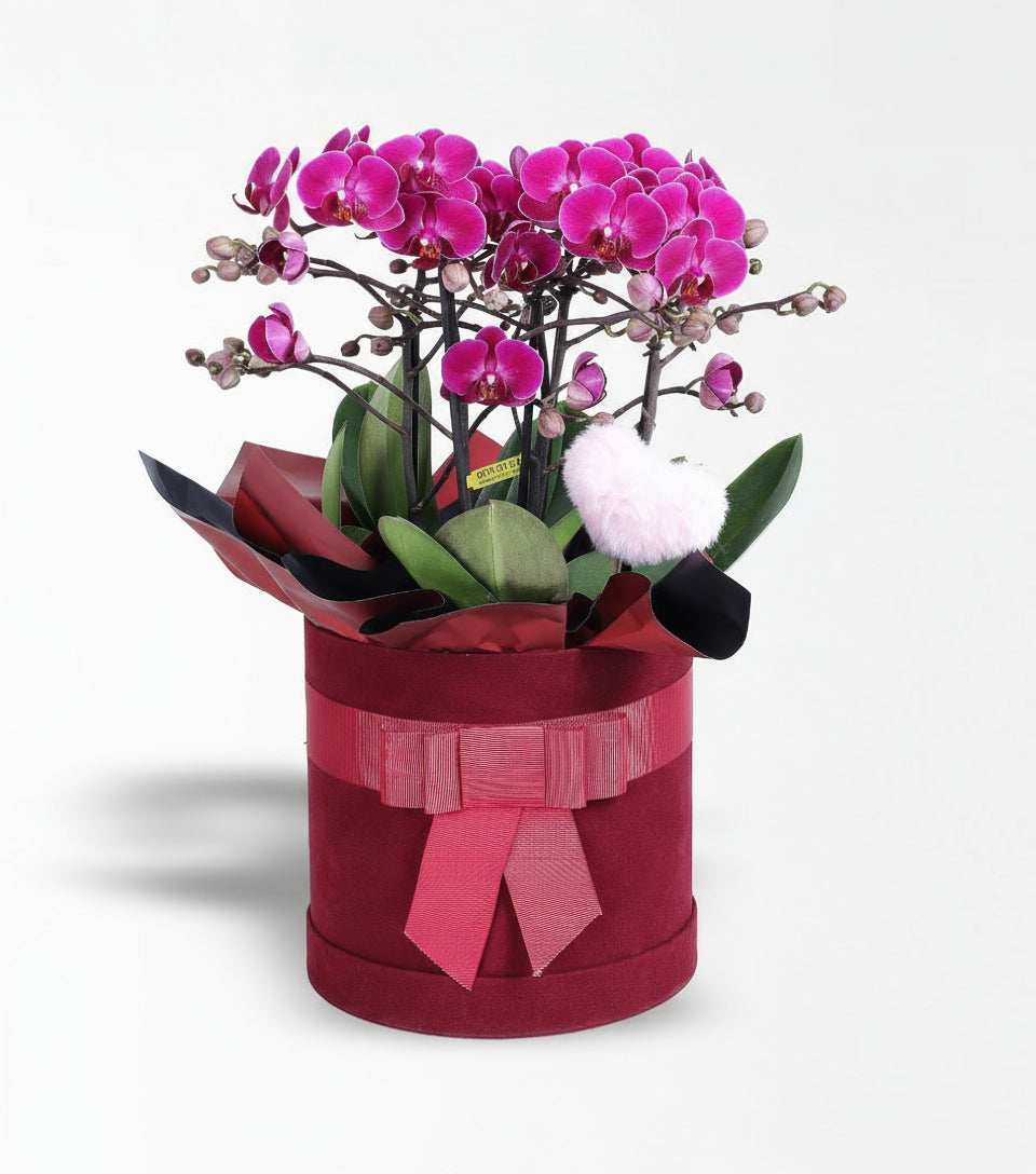 Bordo Kutuda Mor Bougetto Orkide Ve Peluş Pembe Kalp