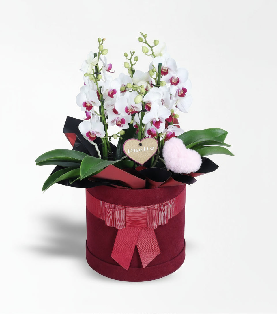 Bordo Kutuda Redlips Duetto Orkide Ve Peluş Pembe Kalp