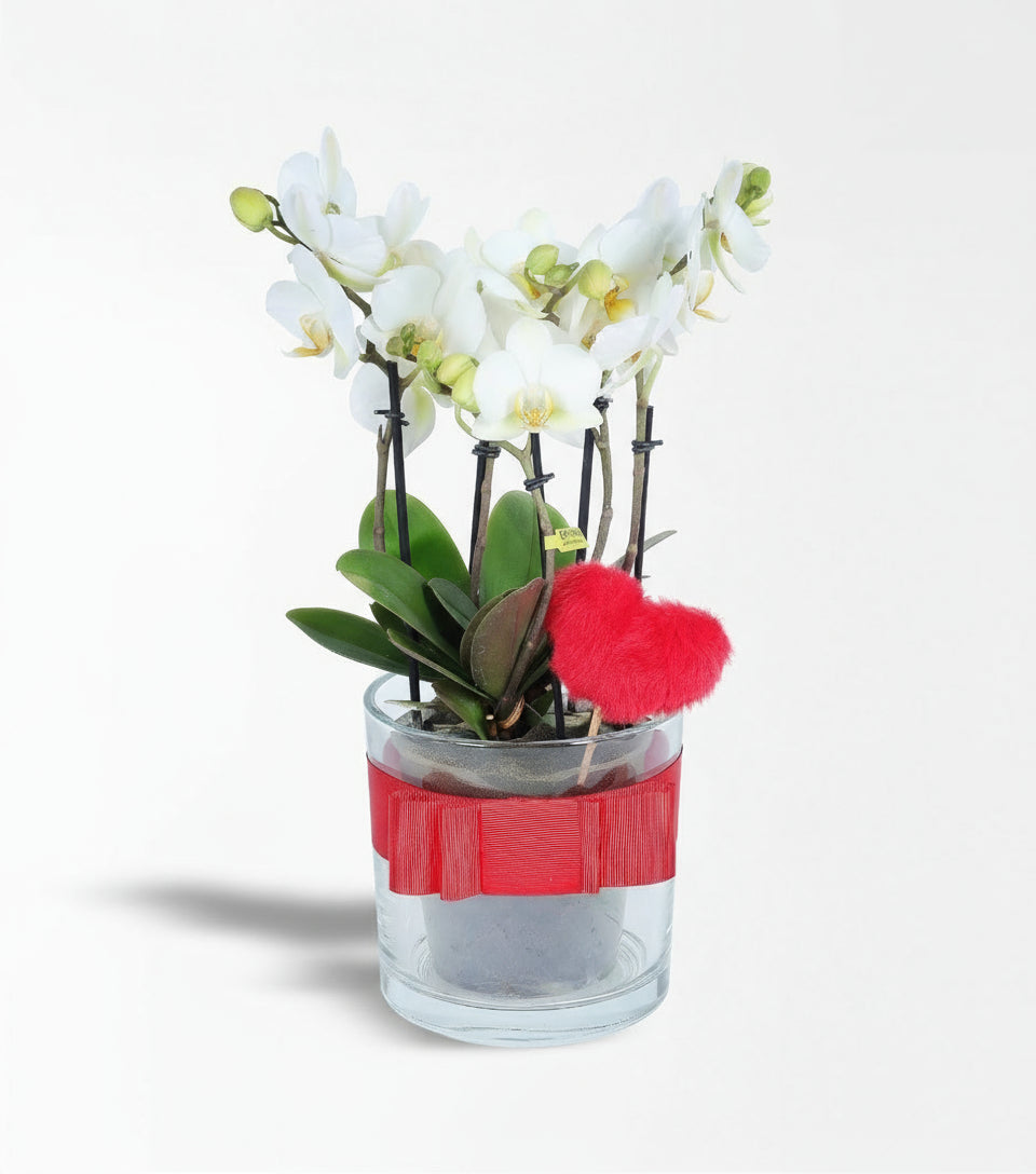 Cam Vazoda Bougetto Orkide Ve Peluş Kalp