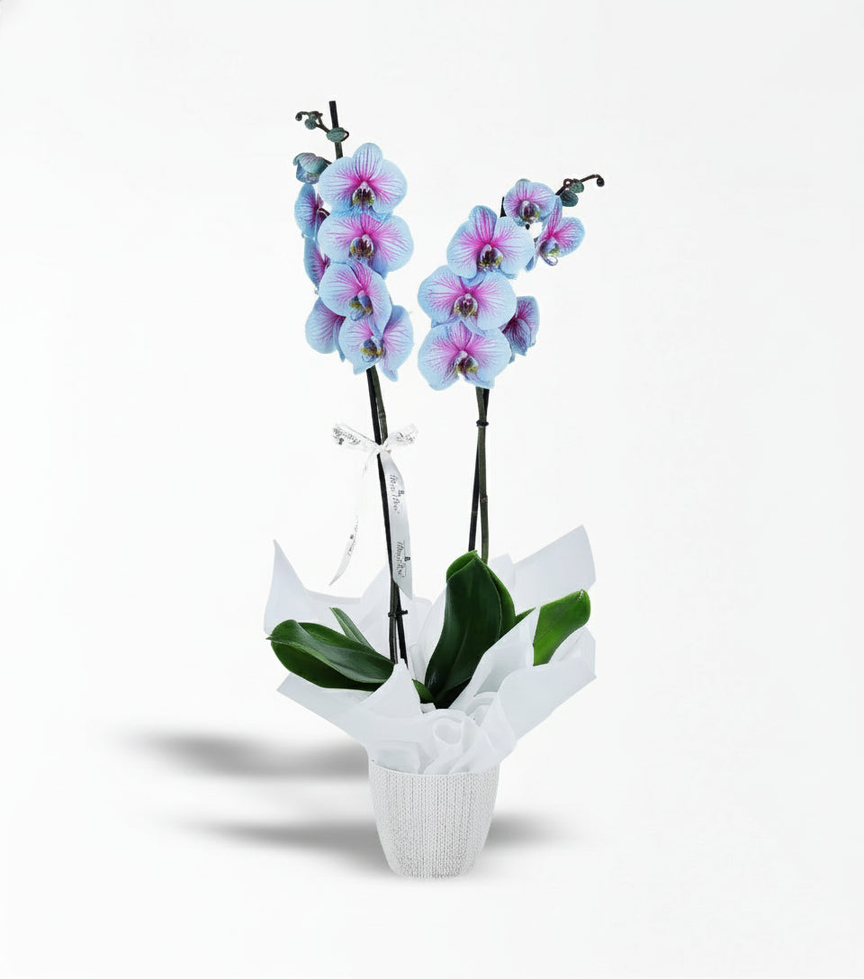 2 Dallı Pembe Mavi Wonder Orkide