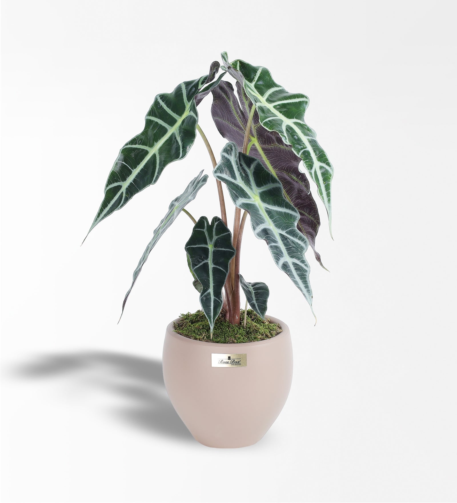 Alocasia Polly - Fil Kulağı Bitkisi