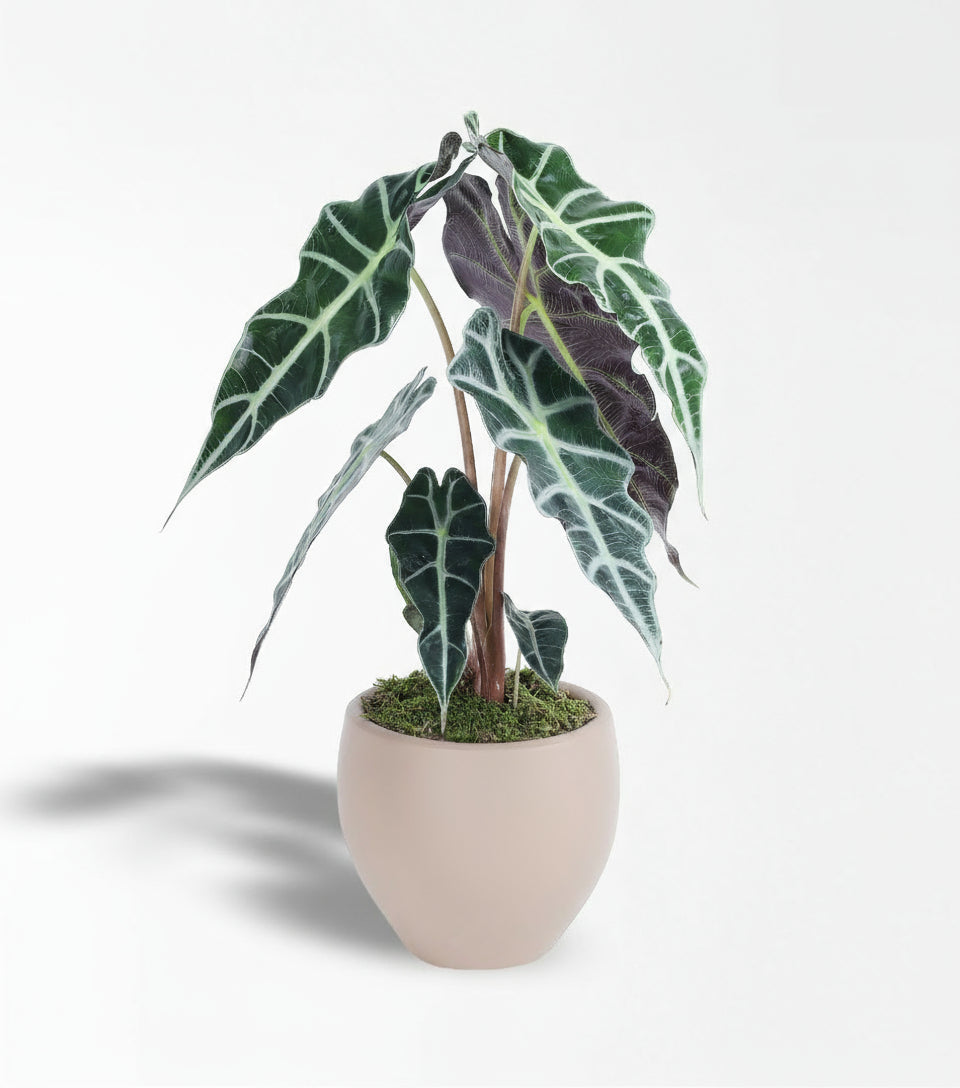 Alocasia Polly - Fil Kulağı Bitkisi
